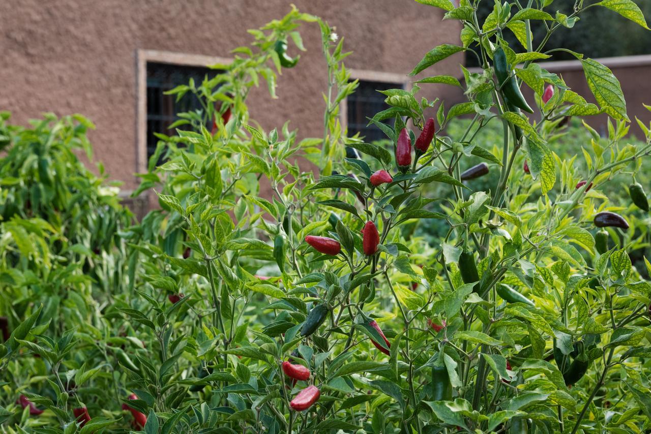 Ouirgane Ecolodge 外观 照片